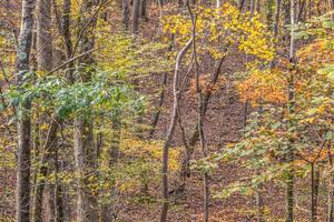 vistoso bosque en otoño de cerca foto