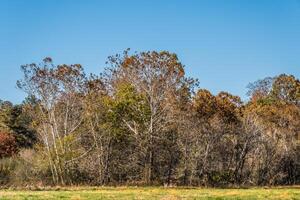 Sycamore trees in autumn photo