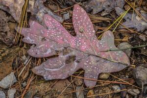 Raindrops on a autumn leaf photo