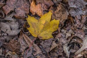 Yellow leaf laying on brown leaves photo