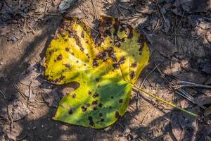 Autumn leaf on the ground photo