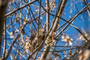 Squirrel eating boxelder seeds photo