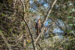 Female cardinal in a tree photo
