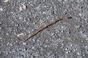 Brown snake on a trail photo