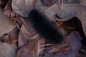 Woollybear caterpillar all black closeup photo
