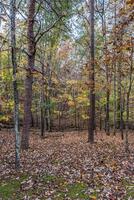 bosque sendero en otoño foto