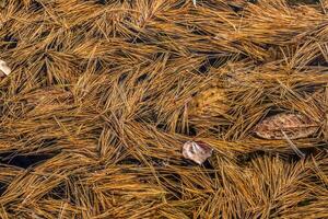 Pine needles floating on the water photo