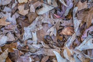 Fallen autumn leaves on the ground photo