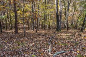 Autumn landscape in the woodlands photo