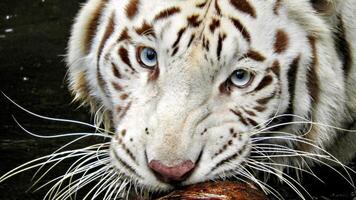 Portrait of a tiger. Eye of the tiger photo