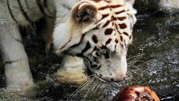 White tiger curiously sniffs a coconut photo