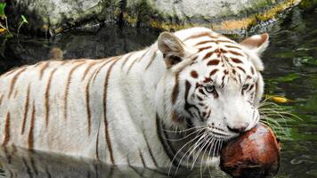 White tiger plays with a coconut in the water photo