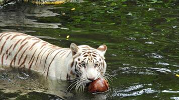 White tiger in the river plays with a coconut photo