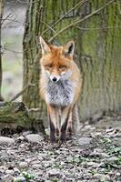 Red fox vulpes in front of a tree photo