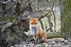 Cute red fox vulpes in the wild photo