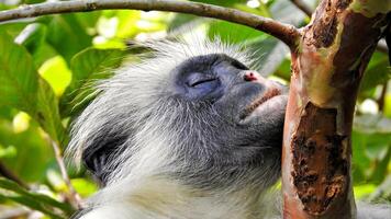 retrato de un zanzibar rojo colobo piliocolobo kirkii foto