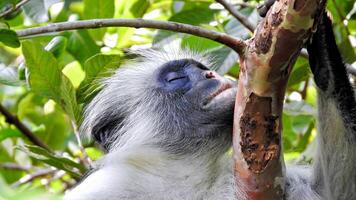 mono descansa en el mediodía calor con su cabeza en un rama. retrato de un zanzibar rojo colobo piliocolobo kirkii foto