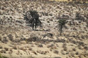 Male lion rests in the shade. Photographed from a distance photo