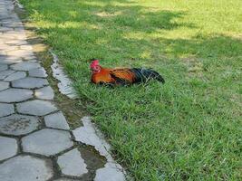 rooster sitting on the grass photo