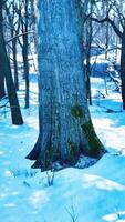 paisaje invernal en un bosque de pinos el sol brilla a través de los árboles video