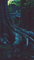 rot täckt med mossa i en mörk skog video