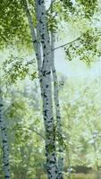 Spring in the birch grove forest video