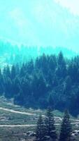 Winding road in the mountains with pine forest video