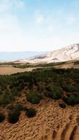 hierba verde en el desierto de liwa video