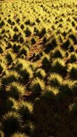 paisagem do deserto no parque nacional da cratera video