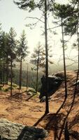 belle forêt à feuilles persistantes à distance en montagne video