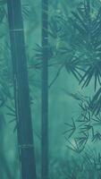 Green bamboo in the fog with stems and leaves video