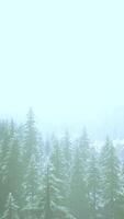 hillside with coniferous forest among the fog on a meadow in mountains video