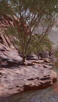 Colorado River mit wunderschönen Sandsteinwänden und Schluchten video