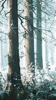 Trees in misty winter forest frosty and foggy video