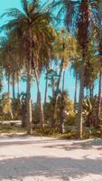 View of nice tropical beach with palms around video