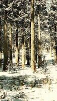 puesta de sol o amanecer en el bosque de pinos de invierno cubierto de nieve video