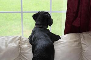 un negro Labrador perdiguero perrito mirando fuera el ventana. foto
