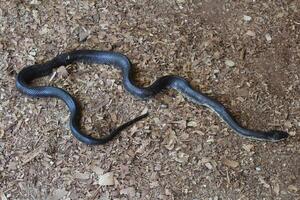 un Oklahoma negro rata serpiente. foto