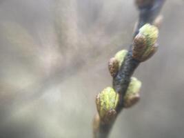 brotes en arboles creció en primavera foto