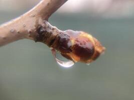 Buds on trees grew in spring photo