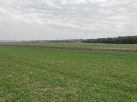 The grass has risen in the fields in the spring photo