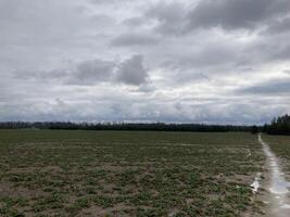 The grass has risen in the fields in the spring photo