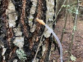 Extraction of birch sap using an industrial method photo