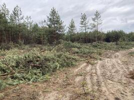 silvicultores corte abajo un joven pino bosque foto