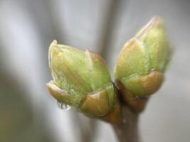 brotes en arboles creció en primavera foto