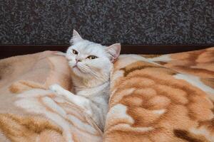 The awakened silver cat of the British breed lies on the bed under the blanket. Pets at home photo