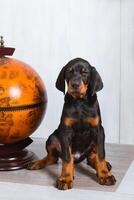 A smart Doberman puppy sits near a globe on a white background photo