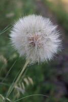 tragopogon pseudomayor. grande diente de león foto