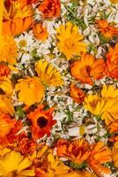 brillante naranja flores de caléndula y blanco manzanilla de cerca. herboristería como un alternativa medicina foto