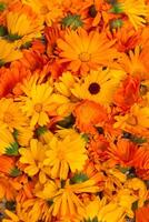 brillante naranja flores de caléndula de cerca. herboristería como un alternativa medicina foto